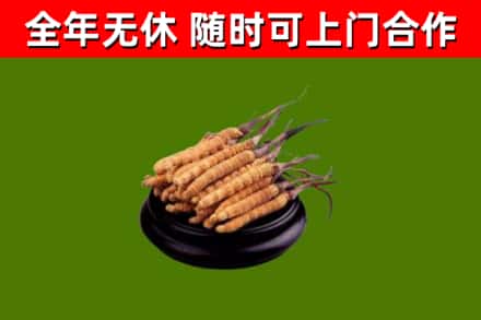 伊犁哈萨克回收冬虫夏草